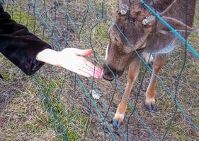 Close-up of hand feeding sheep. Mouflons on the territory of the Agricultural University of Nitra in Slovakia. photo