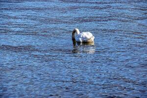 A white mute swan swims on the Austrian lake Traunsee in January. photo