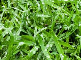 Fresco verde césped con agua gotas de cerca. Ross en el primavera. foto