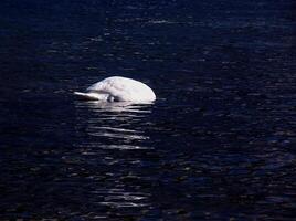 un blanco mudo cisne nada en el austriaco lago traunsee en enero. foto