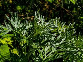 Artemisia absinthium, absinthe, absinthium, absinthe wormwood, wormwood plant, close up photo