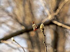 Fluffy magnolia buds on the branches. A genus of flowering plants in the family Magnoliaceae. photo