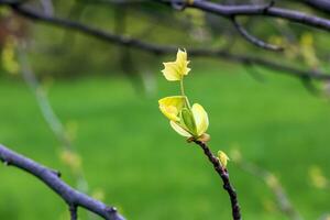 Tulip liriodendron is a beautiful ornamental tree. Tulip liriodendron in early spring. Close-up. photo