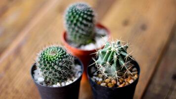 se planta un pequeño cactus en una maceta pequeña donde el sol de la tarde brilla a través de su espalda. foto