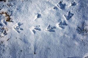 Footprints in the snow. Swan tracks on clean snow in the Alps. photo