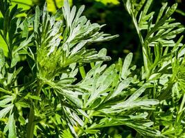 Artemisia absinthium, absinthe, absinthium, absinthe wormwood, wormwood plant, close up photo