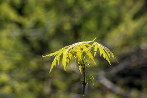 Leaves and seeds of the field maple or Acer campestre in early spring. photo