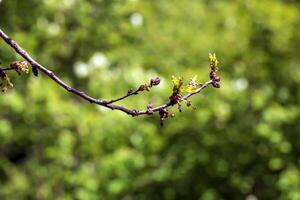 Branches of Amur maple in spring. Latin name Acer tataricum. photo