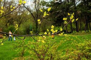 Tulip liriodendron is a beautiful ornamental tree. Tulip liriodendron in early spring. Close-up. photo