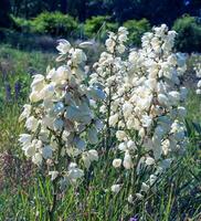 muchos delicado blanco flores de yuca planta, comúnmente conocido como Adán aguja y hilo foto