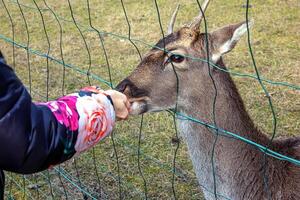 de cerca de mano alimentación oveja. muflones en el territorio de el agrícola Universidad de nitra en Eslovaquia. foto