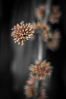 Blurred abstract background. Close up of pink flowers on black background photo