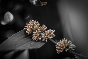 borroso antecedentes de un flor con bokeh efecto, negro y blanco foto