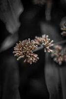 borroso antecedentes de un flor con bokeh efecto, negro y blanco foto