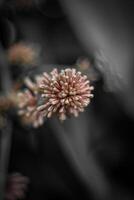 borroso antecedentes de un flor con bokeh efecto, negro y blanco foto