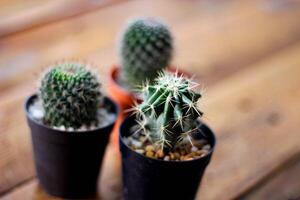 se planta un pequeño cactus en una maceta pequeña donde el sol de la tarde brilla a través de su espalda. foto