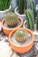 Cactuses in the terracotta pots in the garden. photo
