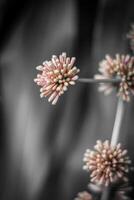 Close up of grass flower with black and white tone, abstract background photo