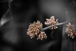 borroso antecedentes de un flor con bokeh efecto, negro y blanco foto