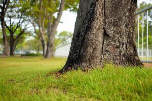 Close up Tree Trunk in the Park. photo