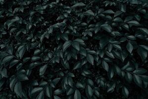 Dark of Cyan Leaves Background. photo