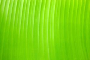 Close up Green Banana Leaf Texture Background. photo