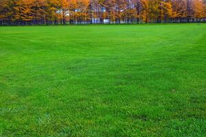 Green Grass with Pine Trees Background. photo