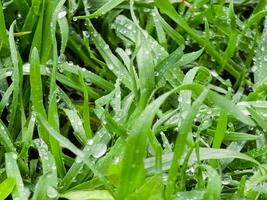 Fresh green grass with water drops close-up. Ross in the spring. photo