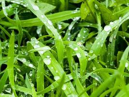 Fresh green grass with water drops close-up. Ross in the spring. photo