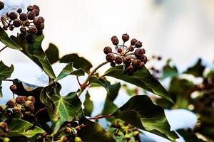 Ivy near the Augustiner brewery Salzburg in winter. Hedera leaves in January. photo