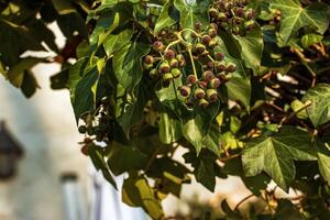 hiedra cerca el agustín cervecería Salsburgo en invierno. Hedera hojas en enero. foto