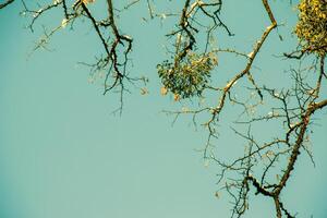 viscum álbum o muérdago es un semiparásito de varios árbol especies en invierno. foto