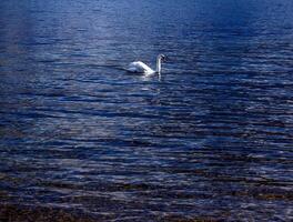 un blanco mudo cisne nada en el austriaco lago traunsee en enero. foto
