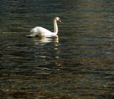 A white mute swan swims on the Austrian lake Traunsee in January. photo