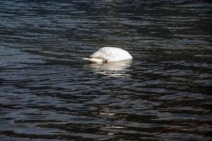 un blanco mudo cisne nada en el austriaco lago traunsee en enero. foto