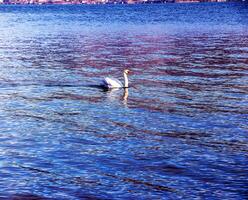 A white mute swan swims on the Austrian lake Traunsee in January. photo