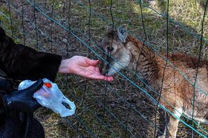 Close-up of hand feeding sheep. Mouflons on the territory of the Agricultural University of Nitra in Slovakia. photo