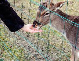 de cerca de mano alimentación oveja. muflones en el territorio de el agrícola Universidad de nitra en Eslovaquia. foto