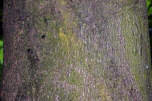 Background of the bark of a Cladrastis kentukea tree in sunny weather. Natural leather of nature. photo