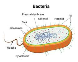 bacterias Ciencias diseño vector ilustración diagrama