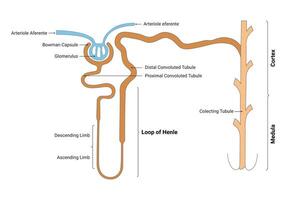 Loop of Henle Science Design Vector Illustration Diagram