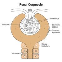 Renal Corpuscle Science Design Vector Illustration Diagram