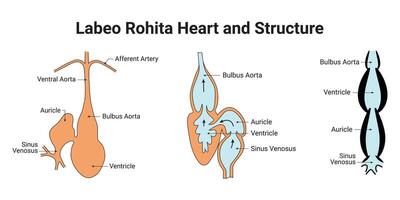 labio rohita corazón y estructura Ciencias diseño vector ilustración