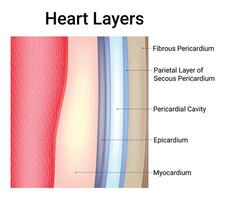 corazón capas Ciencias diseño vector ilustración diagrama