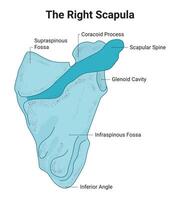 The Right Scapula Science Design Vector Illustration Diagram