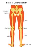 Bone of Lower Extremity Science Design Vector Illustration