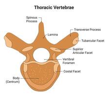 torácico vértebras Ciencias diseño vector ilustración diagrama