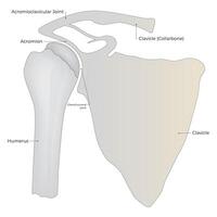 húmero clavícula acromion Ciencias diseño vector ilustración diagrama