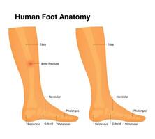 Human Foot Anatomy Science Design Vector Illustration Diagram