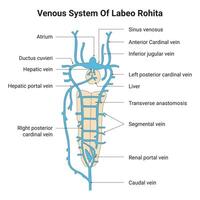 Venous System of Labeo Rohita Science Design Vector Illustration